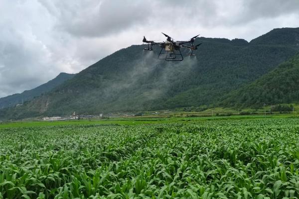 玉米地蜗牛怎么消灭，数量少可以人工捕捉