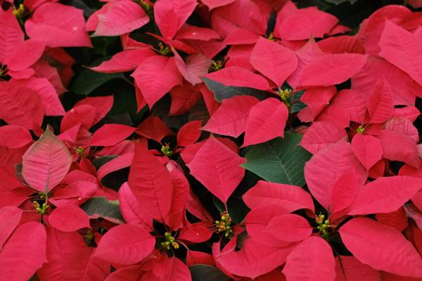 一品红怎么浇水，根据天气、植株生长及盆土干湿情况而定