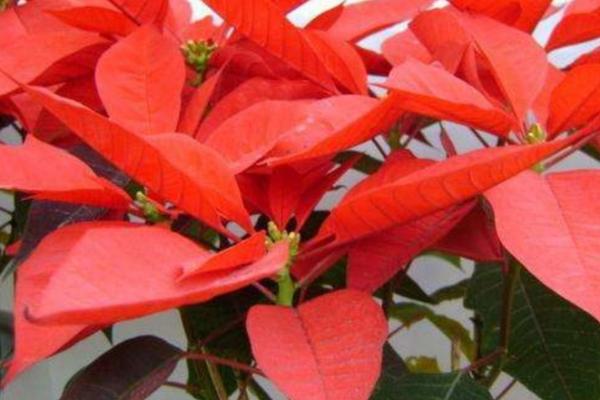 一品红怎么浇水，根据天气、植株生长及盆土干湿情况而定