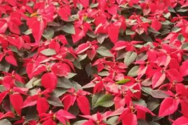 一品红怎么浇水，根据天气、植株生长及盆土干湿情况而定