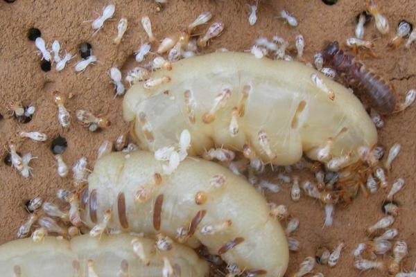 综合治理有害生物的方法，使用杀菌剂、除草剂、杀虫剂可以起到防效