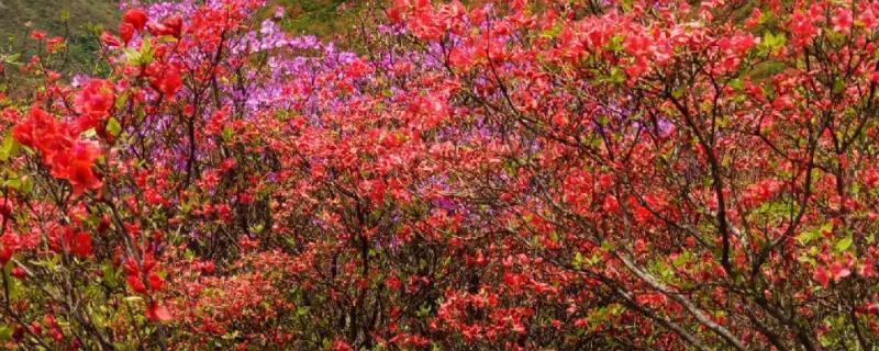映山红是不是国家二级保护植物