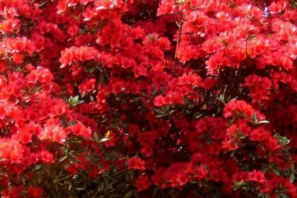 映山红是不是国家二级保护植物,属于国家三有保护植物