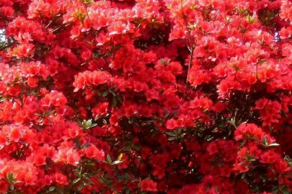 映山红是不是国家二级保护植物,属于国家三有保护植物