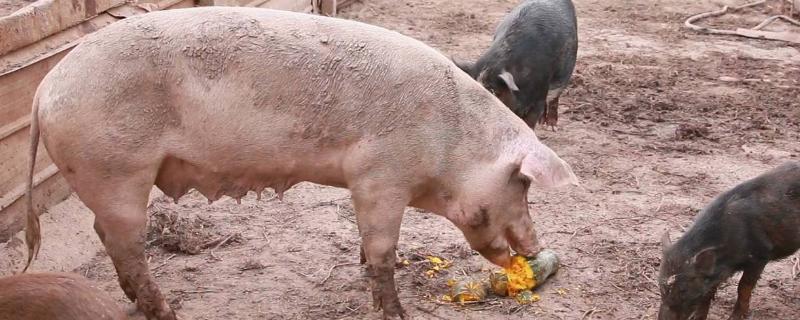 南瓜可以喂猪吗