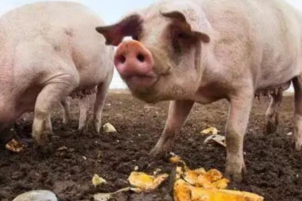 南瓜可以喂猪吗，可生喂也可熟喂