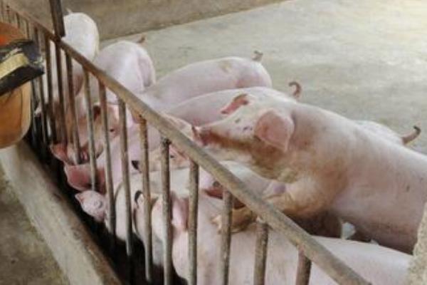 南瓜可以喂猪吗，可生喂也可熟喂