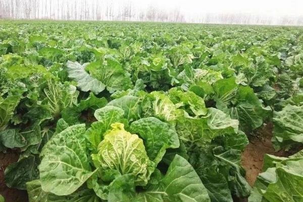 种植白菜隔多长时间浇一次水，结球期每隔10天浇一次即可