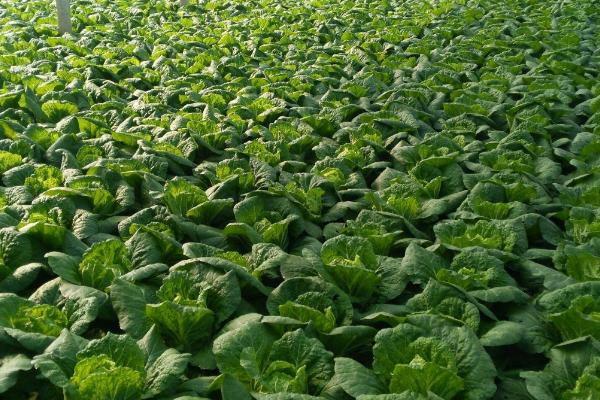 种植白菜隔多长时间浇一次水，结球期每隔10天浇一次即可