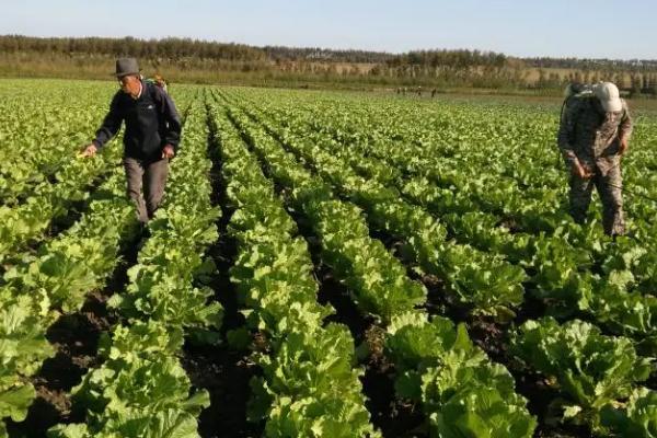 种植白菜隔多长时间浇一次水，结球期每隔10天浇一次即可