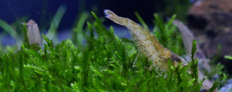 黑壳虾爆缸怎么办