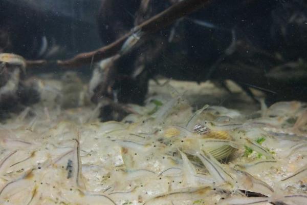 黑壳虾爆缸怎么办，可以加入天敌维持生态平衡