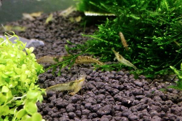 黑壳虾爆缸怎么办，可以加入天敌维持生态平衡