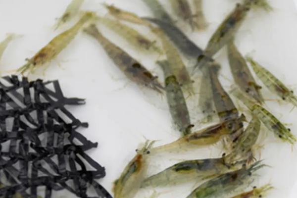 黑壳虾爆缸怎么办，可以加入天敌维持生态平衡