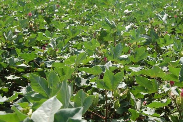 棉花的产地,主要在新疆