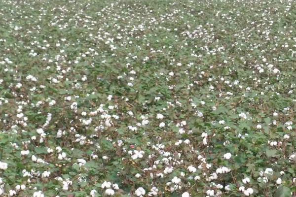 棉花的产地,主要在新疆