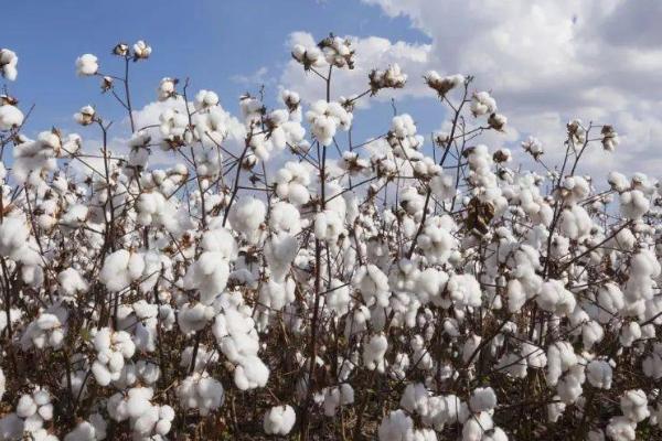 棉花的产地,主要在新疆