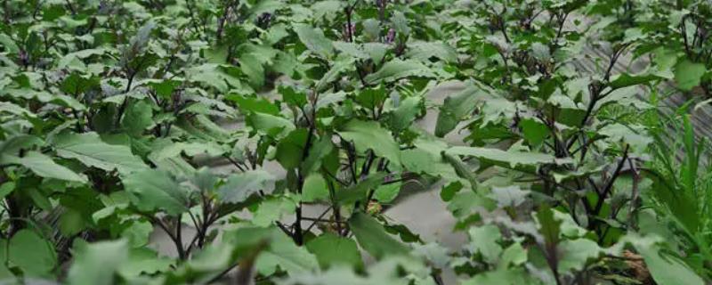 茄子的适宜施肥时间