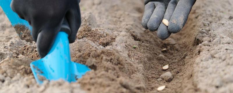 种南瓜的播种深度