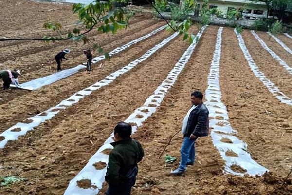 种南瓜的播种深度，达到2-5厘米即可