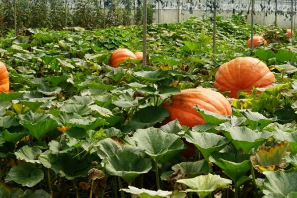 种南瓜的播种深度，达到2-5厘米即可