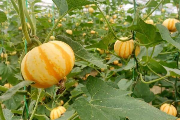 种南瓜的播种深度，达到2-5厘米即可