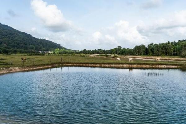 龙虾的养殖方法，池塘深度应控制在1-1.5m之间