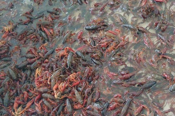 龙虾的养殖方法，池塘深度应控制在1-1.5m之间