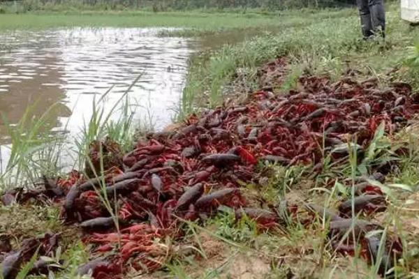 龙虾的养殖方法，池塘深度应控制在1-1.5m之间