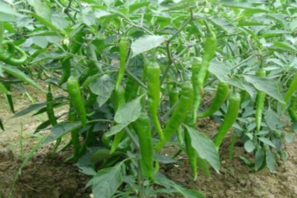 青椒喜阳还是喜阴，属于喜阳的植物