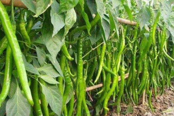 青椒喜阳还是喜阴，属于喜阳的植物