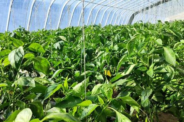 青椒喜阳还是喜阴，属于喜阳的植物