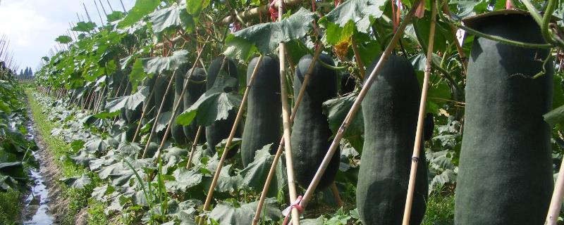 冬瓜的侧枝要打掉吗