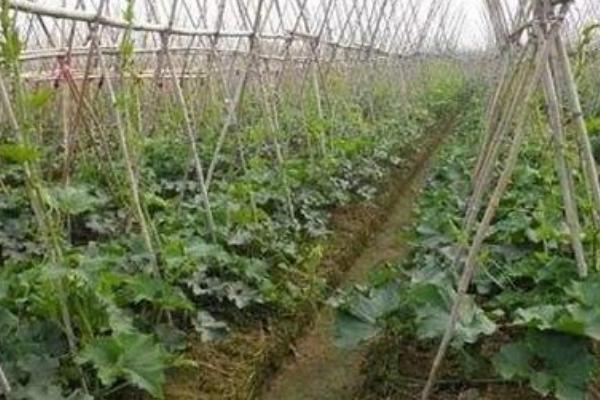 冬瓜的侧枝要打掉吗，需要打掉侧枝以防通风不良