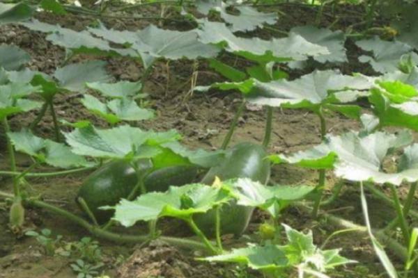 冬瓜的侧枝要打掉吗，需要打掉侧枝以防通风不良