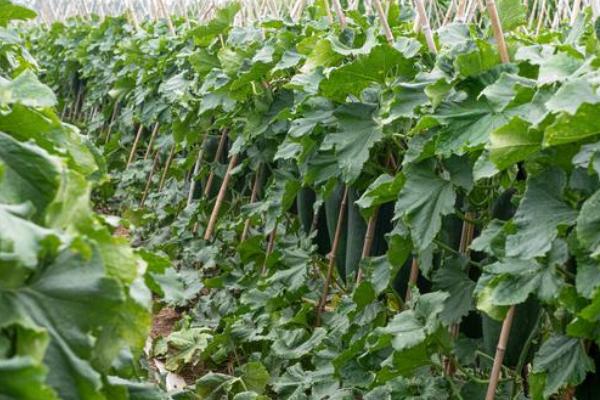 冬瓜的侧枝要打掉吗，需要打掉侧枝以防通风不良