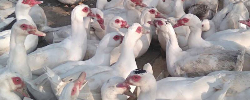 番鸭和半番鸭有什么区别