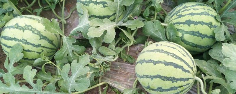 8424西瓜的生长期