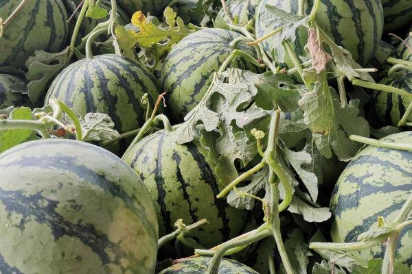 8424西瓜的生长期，生长期是30天左右