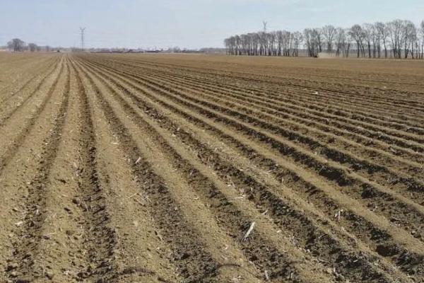 8424西瓜的生长期，生长期是30天左右