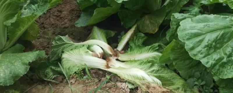 白菜烂根用什么药