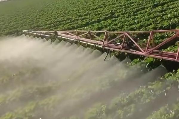 白菜烂根用什么药，可选用新植霉素、络氨铜水剂等