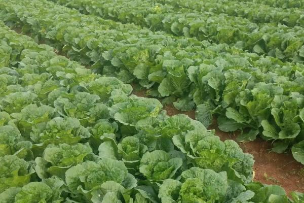 白菜烂根用什么药，可选用新植霉素、络氨铜水剂等