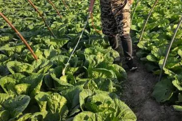 白菜烂根用什么药，可选用新植霉素、络氨铜水剂等