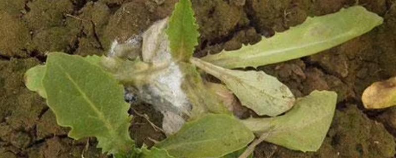 油麦菜菌核病的发生症状和规律