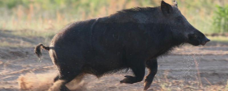 野猪和家猪的区别
