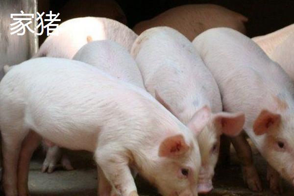 野猪和家猪的区别，牙齿、性情和成长速度均不同