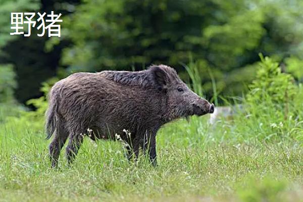 野猪和家猪的区别，牙齿、性情和成长速度均不同