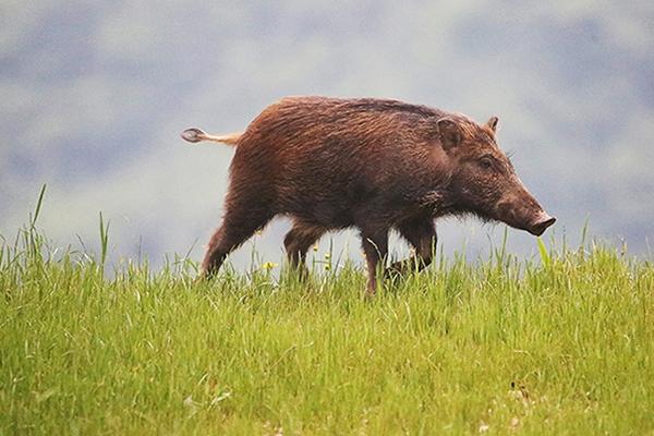 野猪和家猪的区别，牙齿、性情和成长速度均不同