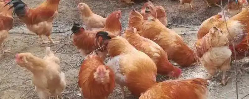 养鸡怎么防黄鼠狼